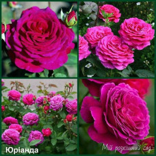 Троянда чайно-гібридна ‘Юріанда’|Hybrid tea rose ‘Juryanda’|Роза чайно-гибридная ’Юрианда’