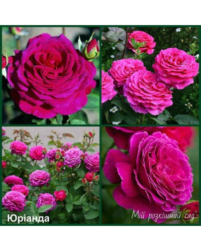 Троянда чайно-гібридна ‘Юріанда’|Hybrid tea rose ‘Juryanda’|Роза чайно-гибридная ’Юрианда’