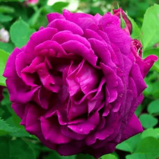 Троянда чайно-гібридна ‘Юріанда’|Hybrid tea rose ‘Juryanda’|Роза чайно-гибридная ’Юрианда’