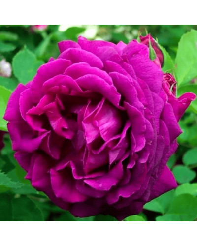 Троянда чайно-гібридна ‘Юріанда’|Hybrid tea rose ‘Juryanda’|Роза чайно-гибридная ’Юрианда’