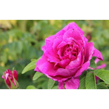 Троянда чайно-гібридна ‘Юріанда’|Hybrid tea rose ‘Juryanda’|Роза чайно-гибридная ’Юрианда’