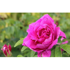 Троянда чайно-гібридна ‘Юріанда’|Hybrid tea rose ‘Juryanda’|Роза чайно-гибридная ’Юрианда’