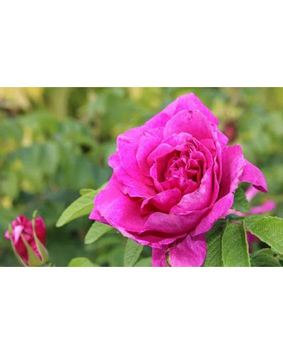Троянда чайно-гібридна ‘Юріанда’|Hybrid tea rose ‘Juryanda’|Роза чайно-гибридная ’Юрианда’