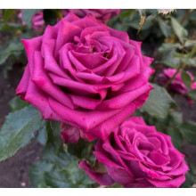 Троянда чайно-гібридна ‘Юріанда’|Hybrid tea rose ‘Juryanda’|Роза чайно-гибридная ’Юрианда’