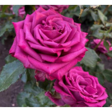 Троянда чайно-гібридна ‘Юріанда’|Hybrid tea rose ‘Juryanda’|Роза чайно-гибридная ’Юрианда’