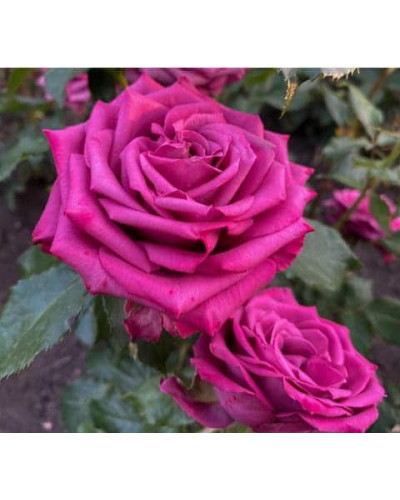 Троянда чайно-гібридна ‘Юріанда’|Hybrid tea rose ‘Juryanda’|Роза чайно-гибридная ’Юрианда’