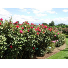 Троянда чайно-гібридна ‘Юріанда’|Hybrid tea rose ‘Juryanda’|Роза чайно-гибридная ’Юрианда’