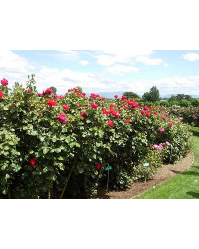 Троянда чайно-гібридна ‘Юріанда’|Hybrid tea rose ‘Juryanda’|Роза чайно-гибридная ’Юрианда’