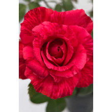 Троянда чайно-гібридна ‘Ред Інтуішн’|Hybrid tea rose Red Intuition|Роза чайно-гибридная ’Ред Интуишн’