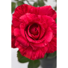 Троянда чайно-гібридна ‘Ред Інтуішн’|Hybrid tea rose Red Intuition|Роза чайно-гибридная ’Ред Интуишн’