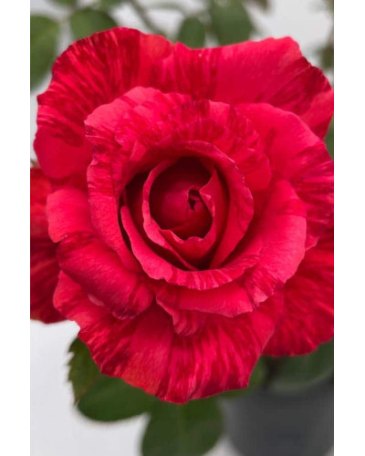 Троянда чайно-гібридна ‘Ред Інтуішн’|Hybrid tea rose Red Intuition|Роза чайно-гибридная ’Ред Интуишн’