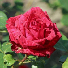 Троянда чайно-гібридна ‘Ред Інтуішн’|Hybrid tea rose Red Intuition|Роза чайно-гибридная ’Ред Интуишн’