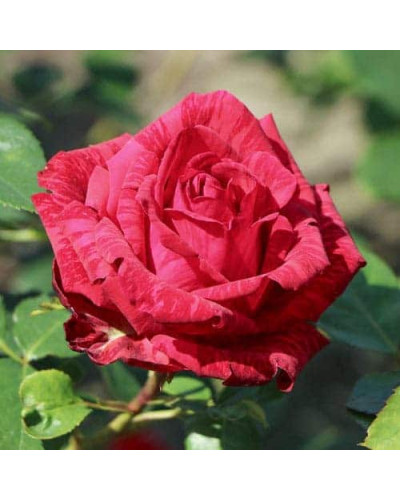 Троянда чайно-гібридна ‘Ред Інтуішн’|Hybrid tea rose Red Intuition|Роза чайно-гибридная ’Ред Интуишн’
