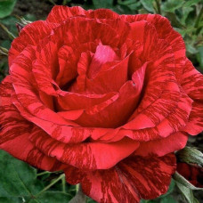 Троянда чайно-гібридна ‘Ред Інтуішн’|Hybrid tea rose Red Intuition|Роза чайно-гибридная ’Ред Интуишн’