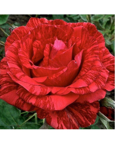 Троянда чайно-гібридна ‘Ред Інтуішн’|Hybrid tea rose Red Intuition|Роза чайно-гибридная ’Ред Интуишн’