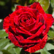 Троянда чайно-гібридна ‘Ред Інтуішн’|Hybrid tea rose Red Intuition|Роза чайно-гибридная ’Ред Интуишн’
