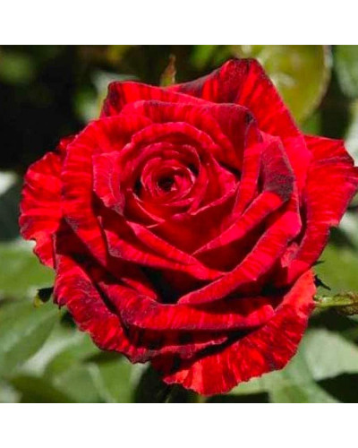 Троянда чайно-гібридна ‘Ред Інтуішн’|Hybrid tea rose Red Intuition|Роза чайно-гибридная ’Ред Интуишн’