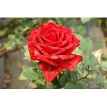 Троянда чайно-гібридна ‘Ред Інтуішн’|Hybrid tea rose Red Intuition|Роза чайно-гибридная ’Ред Интуишн’
