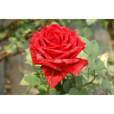 Троянда чайно-гібридна ‘Ред Інтуішн’|Hybrid tea rose Red Intuition|Роза чайно-гибридная ’Ред Интуишн’