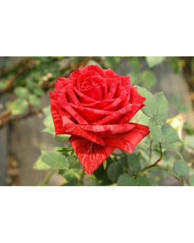 Троянда чайно-гібридна ‘Ред Інтуішн’|Hybrid tea rose Red Intuition|Роза чайно-гибридная ’Ред Интуишн’