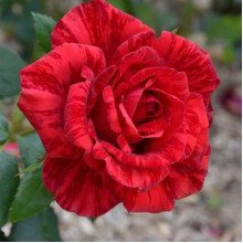 Троянда чайно-гібридна ‘Ред Інтуішн’|Hybrid tea rose Red Intuition|Роза чайно-гибридная ’Ред Интуишн’