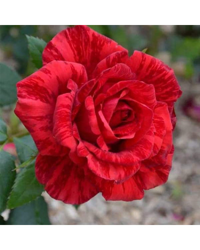 Троянда чайно-гібридна ‘Ред Інтуішн’|Hybrid tea rose Red Intuition|Роза чайно-гибридная ’Ред Интуишн’
