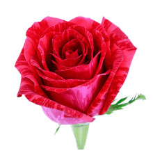 Троянда чайно-гібридна ‘Ред Інтуішн’|Hybrid tea rose Red Intuition|Роза чайно-гибридная ’Ред Интуишн’