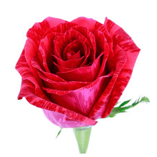 Троянда чайно-гібридна ‘Ред Інтуішн’|Hybrid tea rose Red Intuition|Роза чайно-гибридная ’Ред Интуишн’