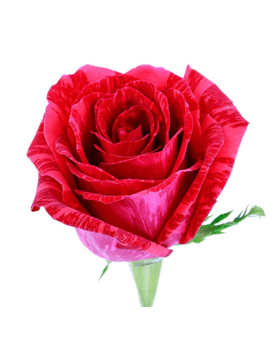 Троянда чайно-гібридна ‘Ред Інтуішн’|Hybrid tea rose Red Intuition|Роза чайно-гибридная ’Ред Интуишн’