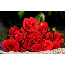 Троянда чайно-гібридна ‘Ред Інтуішн’|Hybrid tea rose Red Intuition|Роза чайно-гибридная ’Ред Интуишн’