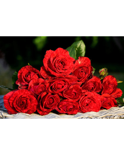 Троянда чайно-гібридна ‘Ред Інтуішн’|Hybrid tea rose Red Intuition|Роза чайно-гибридная ’Ред Интуишн’