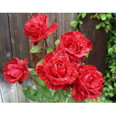 Троянда чайно-гібридна ‘Ред Інтуішн’|Hybrid tea rose Red Intuition|Роза чайно-гибридная ’Ред Интуишн’