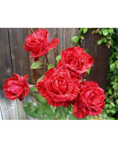 Троянда чайно-гібридна ‘Ред Інтуішн’|Hybrid tea rose Red Intuition|Роза чайно-гибридная ’Ред Интуишн’