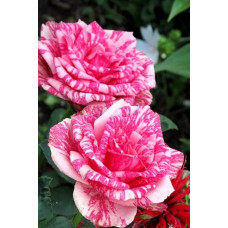 Троянда чайно-гібридна ‘Пінк Інтуішн’|Hybrid tea rose ‘Pink Intuition’|Роза чайно-гибридная ’Пинк Интуишн’