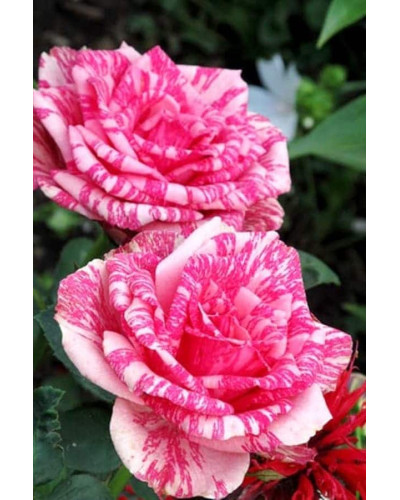 Троянда чайно-гібридна ‘Пінк Інтуішн’|Hybrid tea rose ‘Pink Intuition’|Роза чайно-гибридная ’Пинк Интуишн’