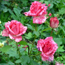 Троянда чайно-гібридна ‘Пінк Інтуішн’|Hybrid tea rose ‘Pink Intuition’|Роза чайно-гибридная ’Пинк Интуишн’