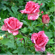 Троянда чайно-гібридна ‘Пінк Інтуішн’|Hybrid tea rose ‘Pink Intuition’|Роза чайно-гибридная ’Пинк Интуишн’
