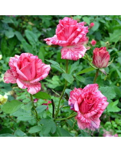 Троянда чайно-гібридна ‘Пінк Інтуішн’|Hybrid tea rose ‘Pink Intuition’|Роза чайно-гибридная ’Пинк Интуишн’