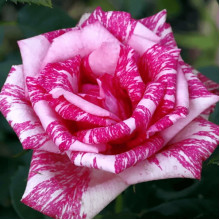 Троянда чайно-гібридна ‘Пінк Інтуішн’|Hybrid tea rose ‘Pink Intuition’|Роза чайно-гибридная ’Пинк Интуишн’