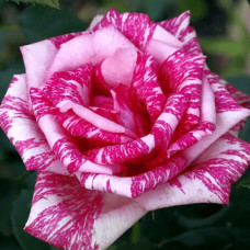 Троянда чайно-гібридна ‘Пінк Інтуішн’|Hybrid tea rose ‘Pink Intuition’|Роза чайно-гибридная ’Пинк Интуишн’