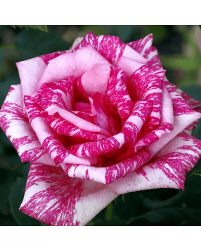 Троянда чайно-гібридна ‘Пінк Інтуішн’|Hybrid tea rose ‘Pink Intuition’|Роза чайно-гибридная ’Пинк Интуишн’