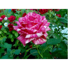 Троянда чайно-гібридна ‘Пінк Інтуішн’|Hybrid tea rose ‘Pink Intuition’|Роза чайно-гибридная ’Пинк Интуишн’
