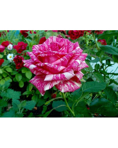 Троянда чайно-гібридна ‘Пінк Інтуішн’|Hybrid tea rose ‘Pink Intuition’|Роза чайно-гибридная ’Пинк Интуишн’