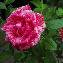 Троянда чайно-гібридна ‘Пінк Інтуішн’|Hybrid tea rose ‘Pink Intuition’|Роза чайно-гибридная ’Пинк Интуишн’
