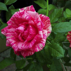 Троянда чайно-гібридна ‘Пінк Інтуішн’|Hybrid tea rose ‘Pink Intuition’|Роза чайно-гибридная ’Пинк Интуишн’