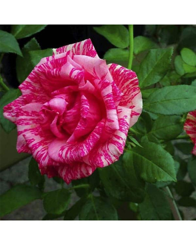 Троянда чайно-гібридна ‘Пінк Інтуішн’|Hybrid tea rose ‘Pink Intuition’|Роза чайно-гибридная ’Пинк Интуишн’