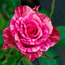 Троянда чайно-гібридна ‘Пінк Інтуішн’|Hybrid tea rose ‘Pink Intuition’|Роза чайно-гибридная ’Пинк Интуишн’