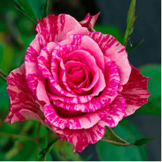 Троянда чайно-гібридна ‘Пінк Інтуішн’|Hybrid tea rose ‘Pink Intuition’|Роза чайно-гибридная ’Пинк Интуишн’