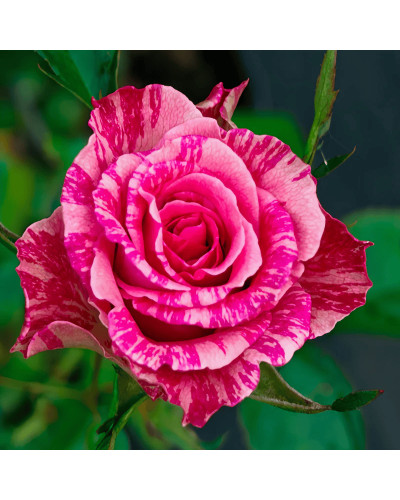 Троянда чайно-гібридна ‘Пінк Інтуішн’|Hybrid tea rose ‘Pink Intuition’|Роза чайно-гибридная ’Пинк Интуишн’