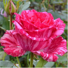 Троянда чайно-гібридна ‘Пінк Інтуішн’|Hybrid tea rose ‘Pink Intuition’|Роза чайно-гибридная ’Пинк Интуишн’